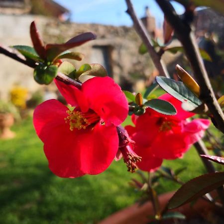 Zia Chiarina Bed & Breakfast San Nicolo Gerrei Bagian luar foto