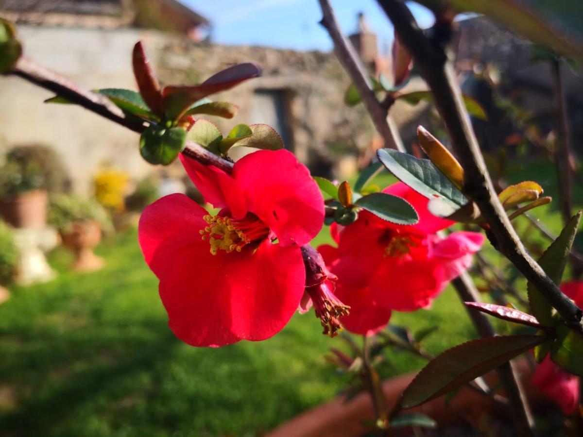 Zia Chiarina Bed & Breakfast San Nicolo Gerrei Bagian luar foto